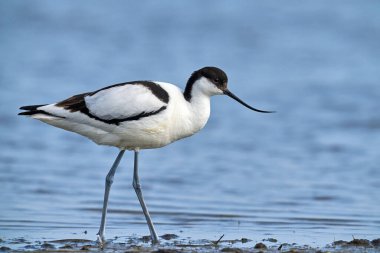 Pied avocet (Recurvirostra avosetta) Danimarka 'daki doğal ortamında