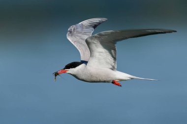 Doğal ortamında yaygın deniz feneri (Sterna hirundo)