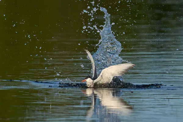 Doğal ortamında yaygın deniz feneri (Sterna hirundo)