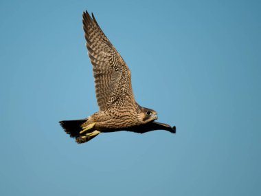 Genç Peregrine Şahini (Falco peregrinus) doğal ortamında