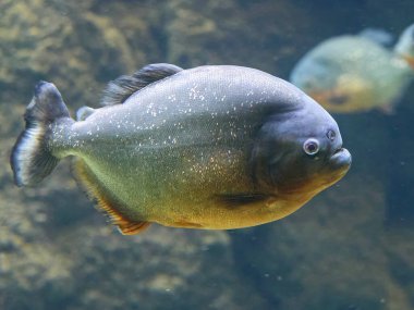 Kırmızı piranha (Pygocentrus nattereri) doğal ortamında