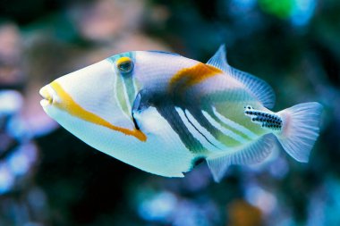 Doğal ortamında lagün tetikleyicisi (Rhinecanthus aculeatus)