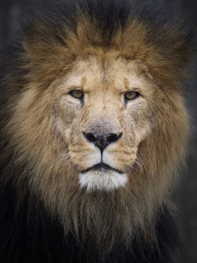 Aslan (Panthera leo) doğal ortamında