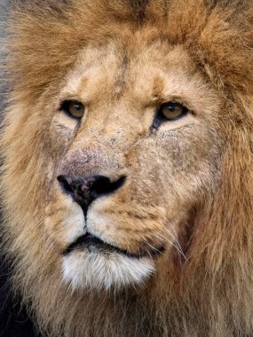 Aslan (Panthera leo) doğal ortamında