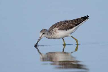 Doğal ortamında yaygın yeşillik (Tringa nebularia)