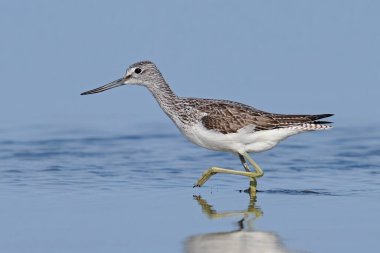 Common greenshank (tringa nebularia) in its natural environment clipart