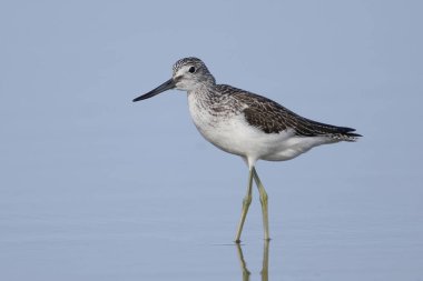Doğal ortamında yaygın yeşillik (Tringa nebularia)