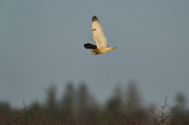 Kısa kulaklı baykuş (Asio flammeus) doğal ortamında