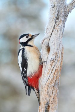 Büyük benekli ağaçkakan (Dendrocopos major) doğal ortamında