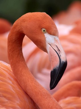 Amerikan flamingosu (Phoenicopterus ruber) doğal ortamında