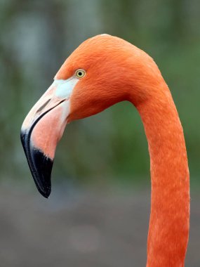 Amerikan flamingosu (Phoenicopterus ruber) doğal ortamında