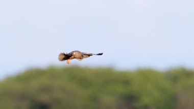 Doğal ortamında uzun kulaklı baykuş (Asio otus)