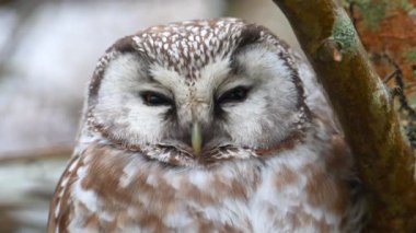 Boreal baykuş (Aegolius funereus) doğal ortamında