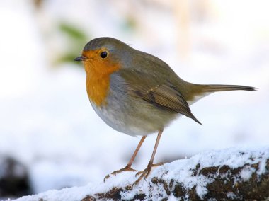 Avrupa bülbülü (Erithacus rubecula) doğal ortamında