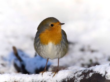 Avrupa bülbülü (Erithacus rubecula) doğal ortamında