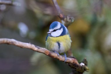 Eurasian blue tit (Cyanistes caeruleus) in its natural enviroment