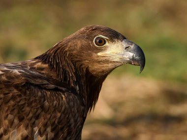 Beyaz kuyruklu kartal (Haliaeetus albicilla) doğal ortamında