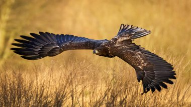 Beyaz kuyruklu kartal (Haliaeetus albicilla) doğal ortamında