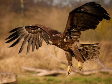 Beyaz kuyruklu kartal (Haliaeetus albicilla) doğal ortamında