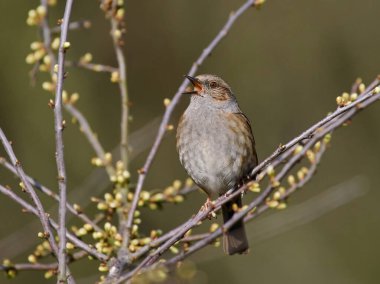 Dunnock (Prunella modularis) doğal ortamında