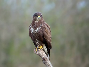 Doğal ortamında sık görülen akbaba (Buteo buteo)