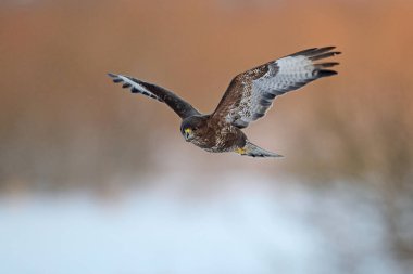 Doğal ortamında sık görülen akbaba (Buteo buteo)
