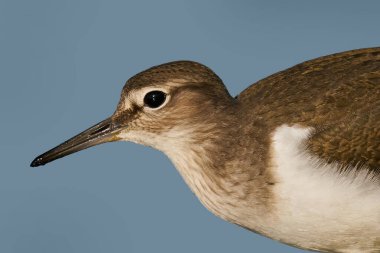 Danimarka 'daki doğal ortamında yaygın bir çulluk.