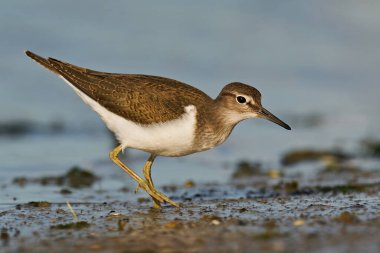 Danimarka 'daki doğal ortamında yaygın bir çulluk.