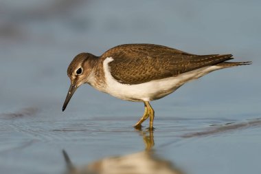 Danimarka 'daki doğal ortamında yaygın bir çulluk.