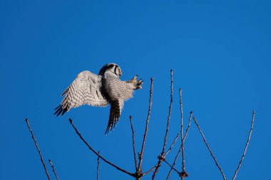 Kuzey şahin baykuşu (Surnia ulula) doğal ortamında