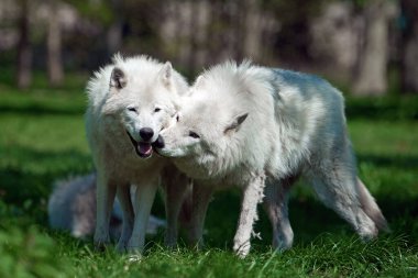 Arkasında bitki örtüsü olan Kuzey Kutup Kurtları