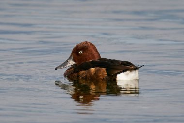 Danimarka 'daki doğal ortamında yırtıcı ördek.