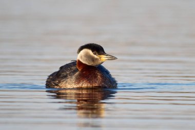 Kırmızı boyunlu yunus (Podiceps grisegena) doğal ortamında
