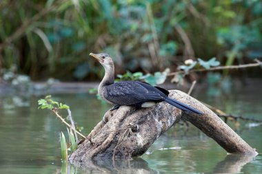 Gambiya 'daki doğal ortamında uzun kuyruklu karabatak.