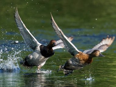 Erkek pochard doğal ortamında bir dişiyi kovalıyor.