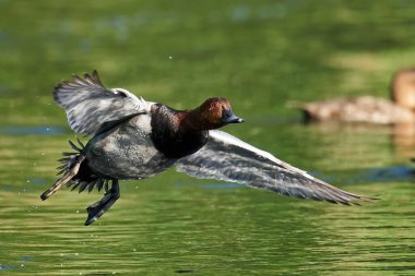 Doğal ortamında uçarken sık görülen pochard.
