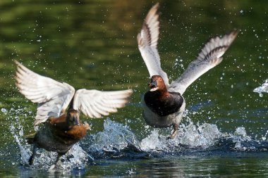 Erkek pochard doğal ortamında bir dişiyi kovalıyor.