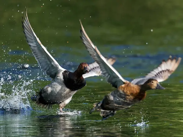 Erkek pochard doğal ortamında bir dişiyi kovalıyor.