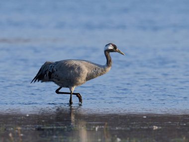 Doğal ortamında ortak vinç (Grus grus)