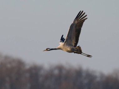 Doğal ortamında ortak vinç (Grus grus)