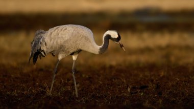 Doğal ortamında ortak vinç (Grus grus)