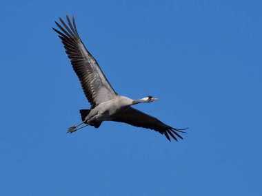Doğal ortamında ortak vinç (Grus grus)