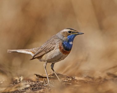 Bluethroat Danimarka 'daki doğal ortamında