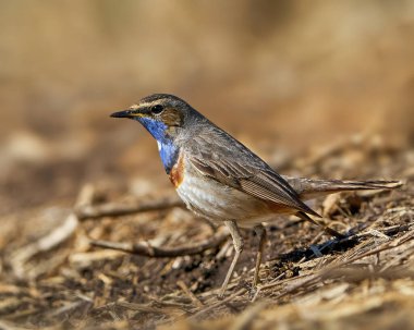 Bluethroat Danimarka 'daki doğal ortamında