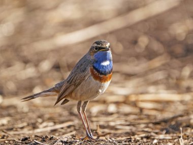 Bluethroat Danimarka 'daki doğal ortamında