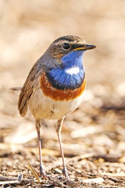 Bluethroat Danimarka 'daki doğal ortamında