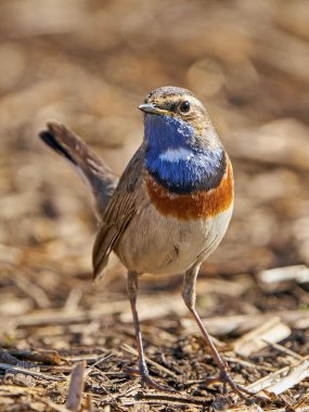 Bluethroat Danimarka 'daki doğal ortamında