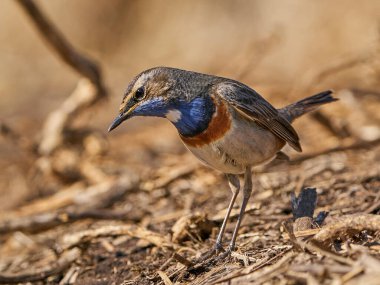 Bluethroat Danimarka 'daki doğal ortamında