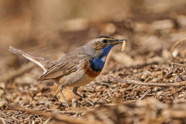 Bluethroat Danimarka 'daki doğal ortamında