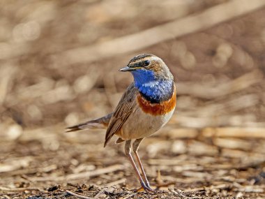 Bluethroat Danimarka 'daki doğal ortamında